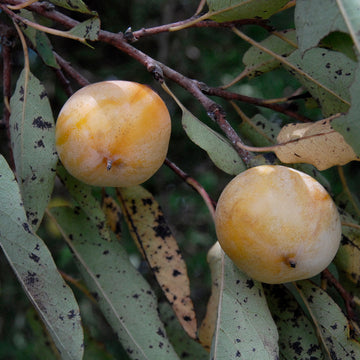 Image of American persimmon fruit on a tree.